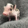 Стикер 38 😋 Pig emoji - миленькие поросятки