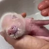 Стикер 23 😋 Pig emoji - миленькие поросятки