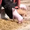 Стикер 26 😋 Pig emoji - миленькие поросятки
