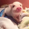 Стикер 47 😋 Pig emoji - миленькие поросятки