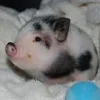 Стикер 60 😋 Pig emoji - миленькие поросятки