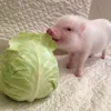 Стикер 42 😋 Pig emoji - миленькие поросятки