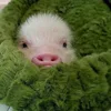 Стикер 36 😋 Pig emoji - миленькие поросятки