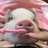 Стикер 25 😋 Pig emoji - миленькие поросятки