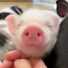 Стикер 58 😋 Pig emoji - миленькие поросятки