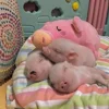 Стикер 31 😋 Pig emoji - миленькие поросятки