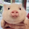 Стикер 46 😋 Pig emoji - миленькие поросятки
