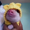 Стикер 54 😋 Pig emoji - миленькие поросятки