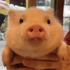 Стикер 43 😋 Pig emoji - миленькие поросятки
