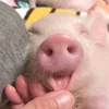 Стикер 52 😋 Pig emoji - миленькие поросятки