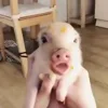 Стикер 12 😋 Pig emoji - миленькие поросятки