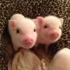 Стикер 30 😋 Pig emoji - миленькие поросятки