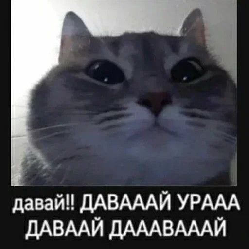 🎉 Стикер «люблю любить пиздец» для Telegram