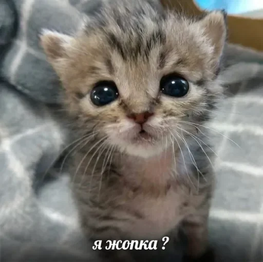 🐈 Стикер «люблю любить пиздец» для Telegram