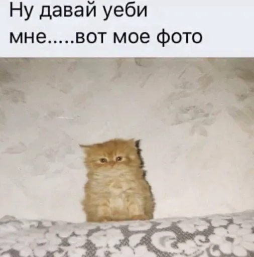 🥺 Стикер «люблю любить пиздец» для Telegram