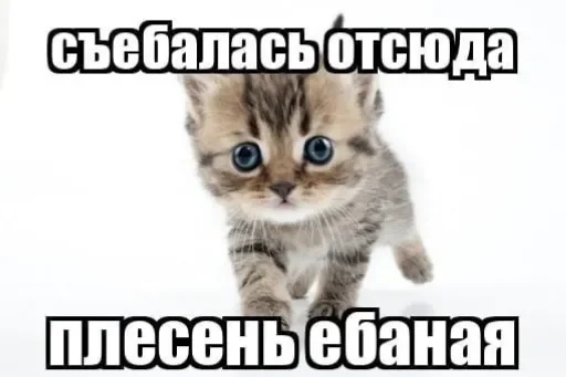 🐈 Стикер «люблю любить пиздец» для Telegram