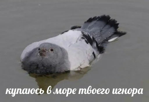 😔 Стикер «SVP» для Telegram