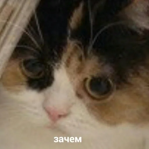 🤨 Стикер «СВП пак» для Telegram