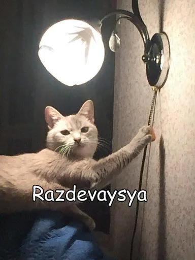 😼 Стикер «СВП пак» для Telegram