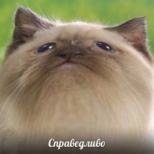 🌰 Стикер «СВП пак» для Telegram