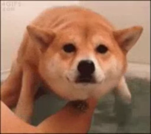 🏊 Стикер «ржомбные гифки» для Telegram