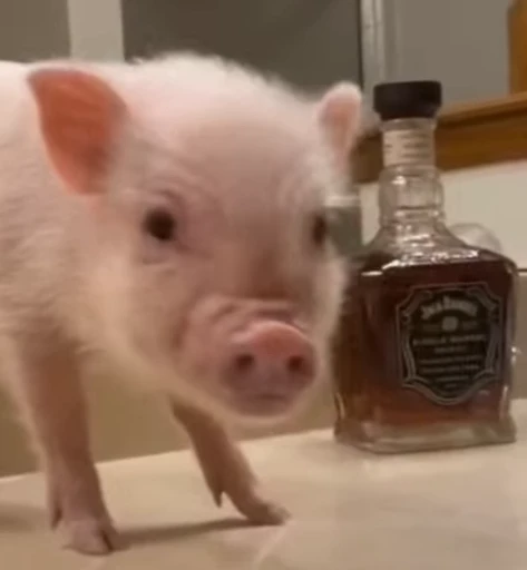 🥂 Стикер «piggy» для Telegram