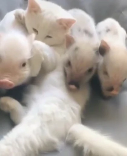 🥰 Стикер «piggy» для Telegram