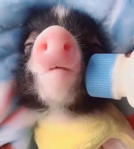 👶 Стикер «piggy» для Telegram