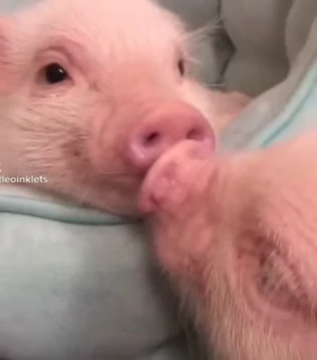 ❤ Стикер «piggy» для Telegram