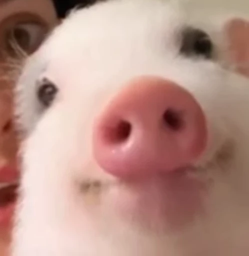 🌝 Стикер «piggy» для Telegram