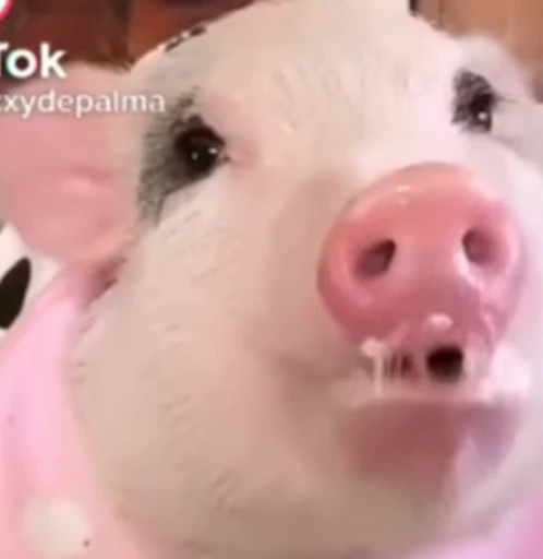 Стикерпак piggy для Telegram
