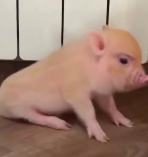 💃 Стикер «piggy» для Telegram