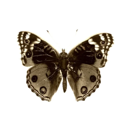 🦋 Стикер «болото» для Telegram