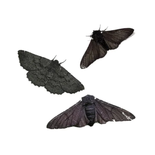 🦋 Стикер «болото» для Telegram