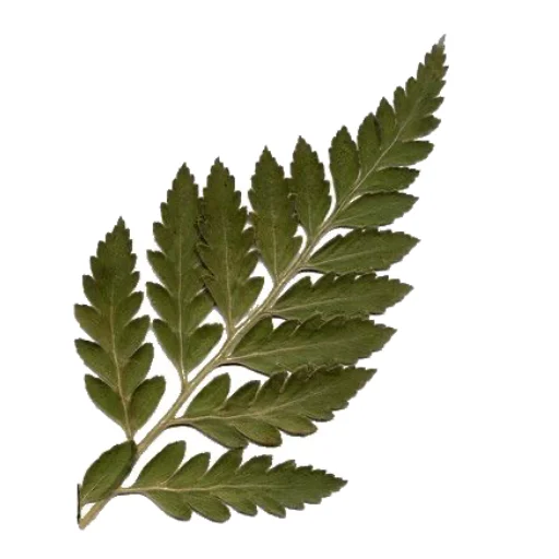 🌿 Стикер «болото» для Telegram