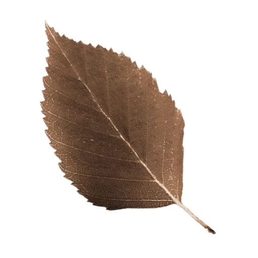 🍂 Стикер «болото» для Telegram
