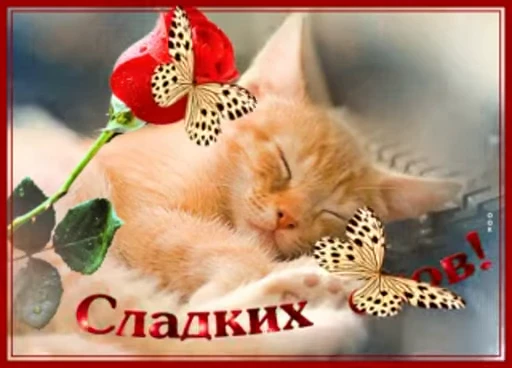 😴 Стикер «Sweet Dreams» для Telegram