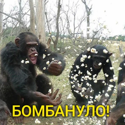 💣 Стикер «sweetbaboons» для Telegram