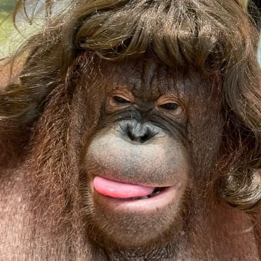 👩‍🦱 Стикер «sweetbaboons» для Telegram