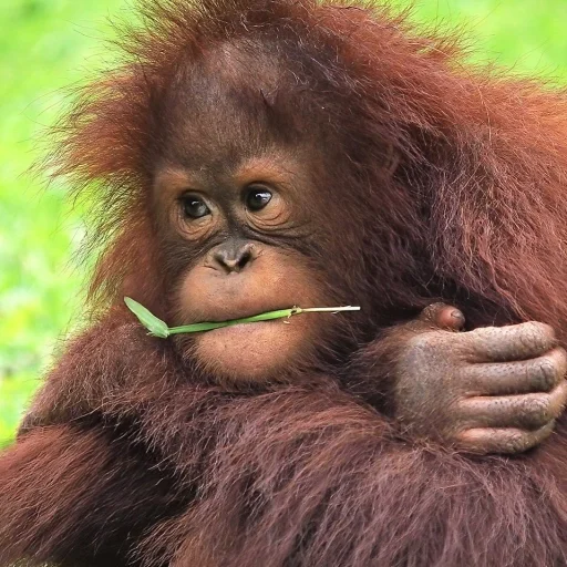 😐 Стикер «sweetbaboons» для Telegram
