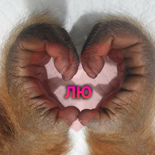 ❤️ Стикер «sweetbaboons» для Telegram