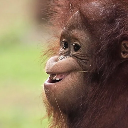 😁 Стикер «sweetbaboons» для Telegram