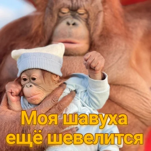 🌮 Стикер «sweetbaboons» для Telegram