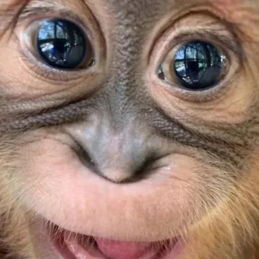 🤗 Стикер «sweetbaboons» для Telegram