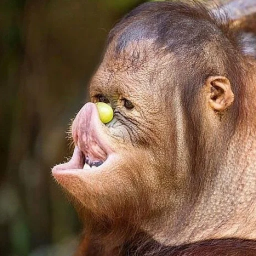 😆 Стикер «sweetbaboons» для Telegram