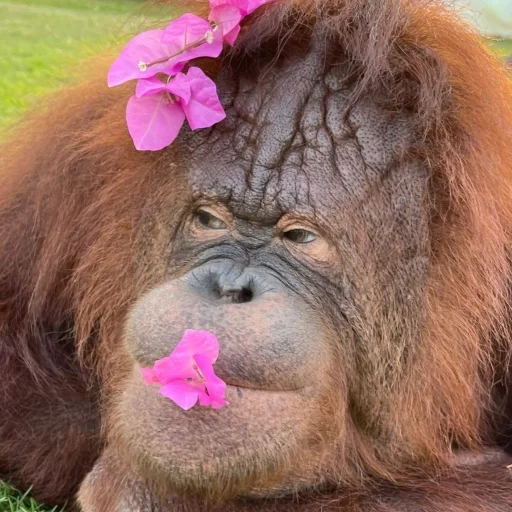 🌷 Стикер «sweetbaboons» для Telegram