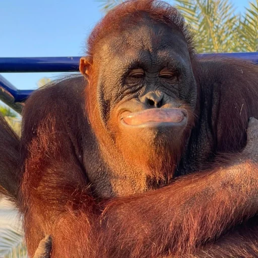 🙃 Стикер «sweetbaboons» для Telegram