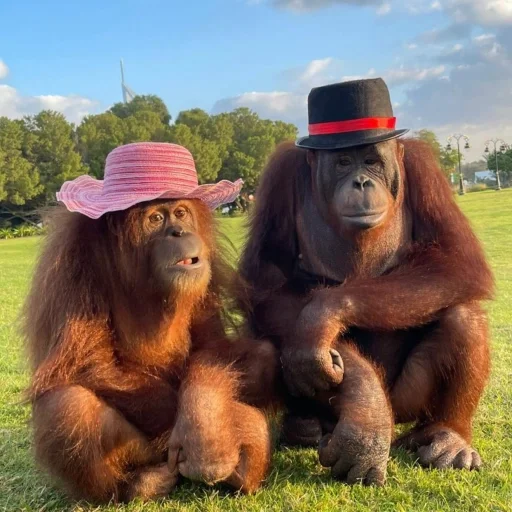👩 Стикер «sweetbaboons» для Telegram