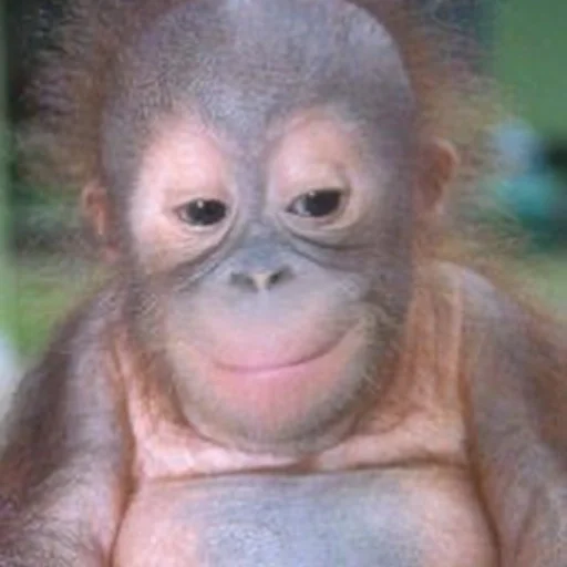 😏 Стикер «sweetbaboons» для Telegram