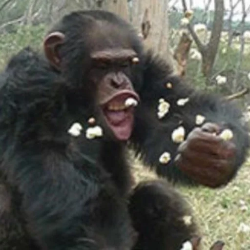 🍿 Стикер «sweetbaboons» для Telegram